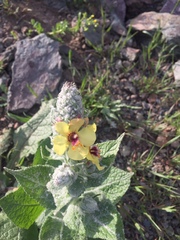 Verbascum gossypinum