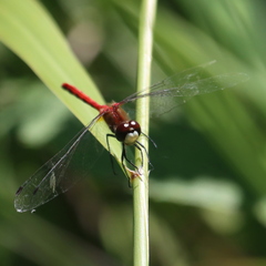 Sympetrum obtrusum
