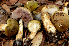 Austroboletus viscidoviridis