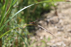 Sympetrum obtrusum
