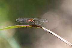 Sympetrum obtrusum