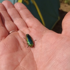 Eurythyrea aurata