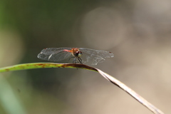 Sympetrum obtrusum