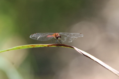 Sympetrum obtrusum