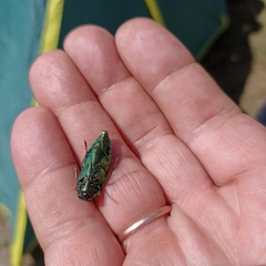 Eurythyrea aurata