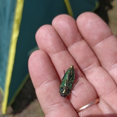 Eurythyrea aurata