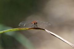 Sympetrum obtrusum