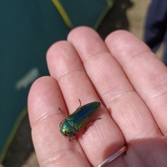 Eurythyrea aurata
