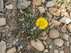 Crepis bursifolia