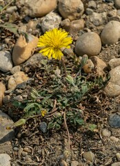 Crepis bursifolia