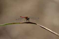 Sympetrum obtrusum