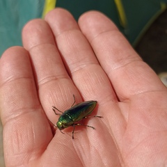 Eurythyrea aurata