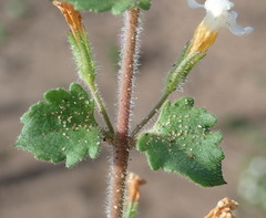 Chaenostoma campanulatum