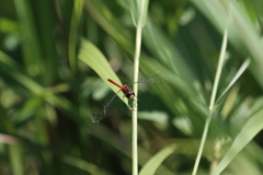 Sympetrum obtrusum
