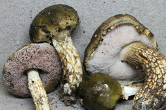 Austroboletus viscidoviridis