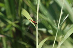Sympetrum obtrusum