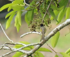 Pycnonotus sinensis hainanus