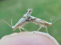 Argyresthia conjugella
