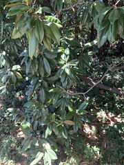 Magnolia grandiflora