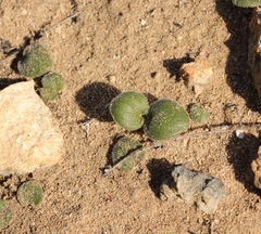 Eriospermum proliferum