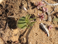 Eriospermum proliferum