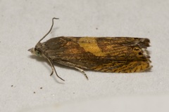 Dichrorampha flavidorsana