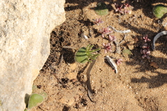 Eriospermum proliferum