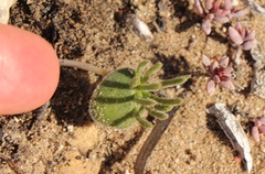 Eriospermum proliferum