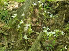 Triphora trianthophoros