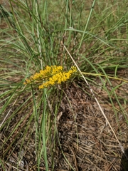 Solidago pinetorum
