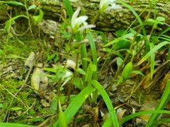 Triphora trianthophoros