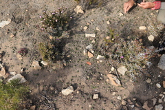 Eriospermum proliferum