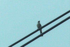 Pycnonotus sinensis hainanus