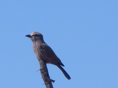 Coracias naevius mosambicus