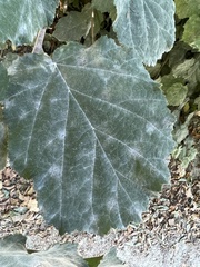 Erysiphe corylacearum