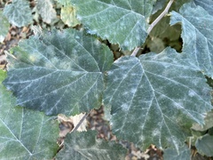 Erysiphe corylacearum