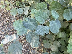 Erysiphe corylacearum