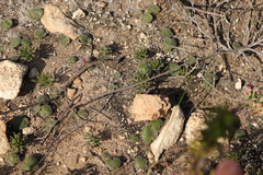 Eriospermum proliferum