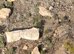 Eriospermum proliferum