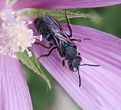 Augochlora nigrocyanea