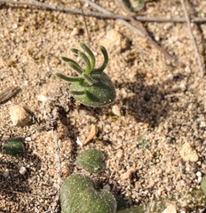 Eriospermum proliferum