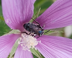 Augochlora nigrocyanea