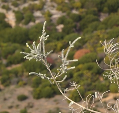 Aspalathus nickhelmei