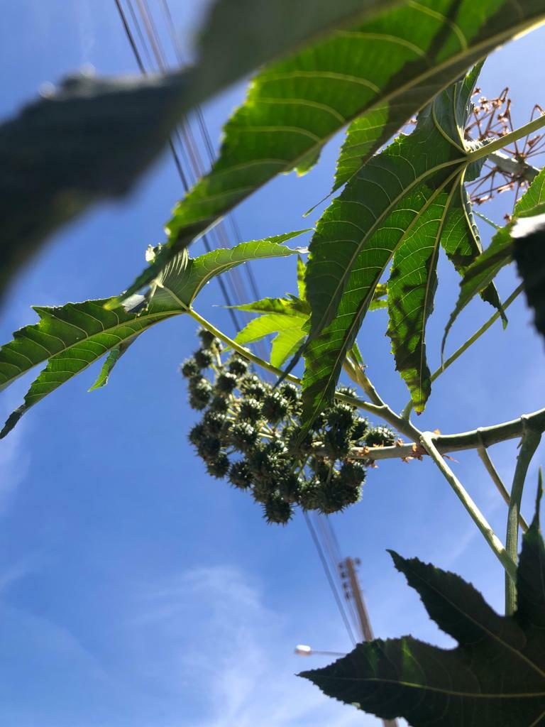 Ricinus communis