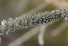 Aspalathus nickhelmei