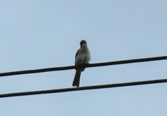 Pycnonotus sinensis hainanus