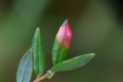 Exobasidium rostrupii