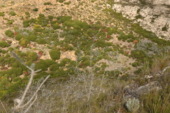 Aspalathus nickhelmei