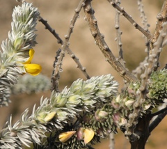 Aspalathus nickhelmei