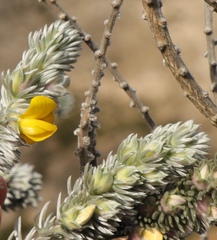 Aspalathus nickhelmei